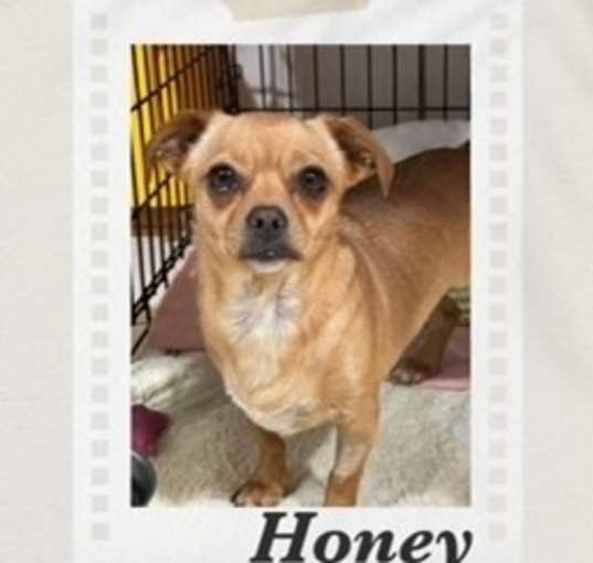 Photo of Honey