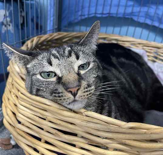 Photo of Samson