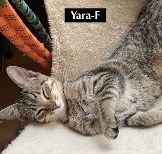 Photo of CAT-YARA