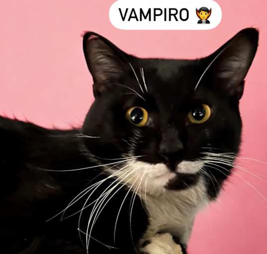 Photo of Vampire