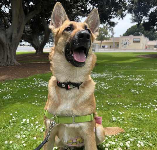 Photo of Miss California: CALLIE !!!