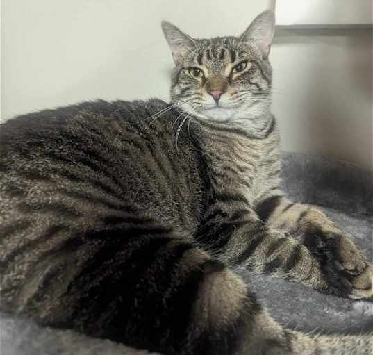 Photo of Heidi & Gabby- FIV + bonded