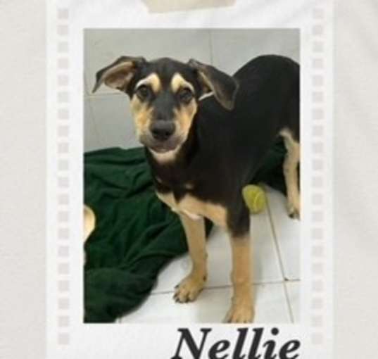 Photo of Nellie