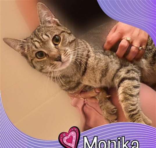 Photo of Monika- a purring sweetheart