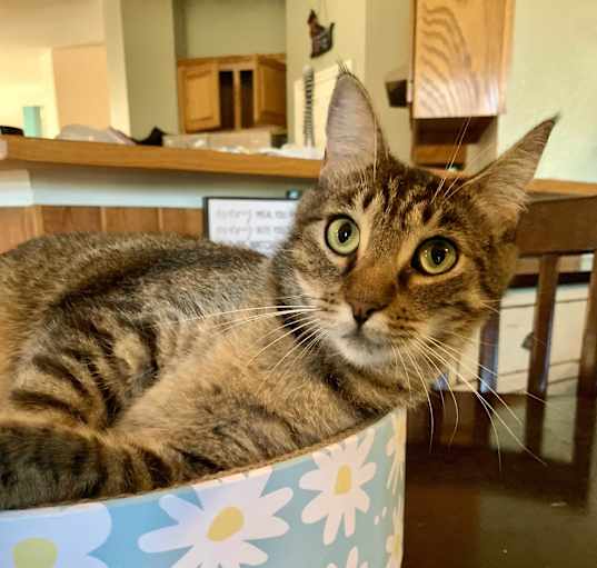 Photo of Petey