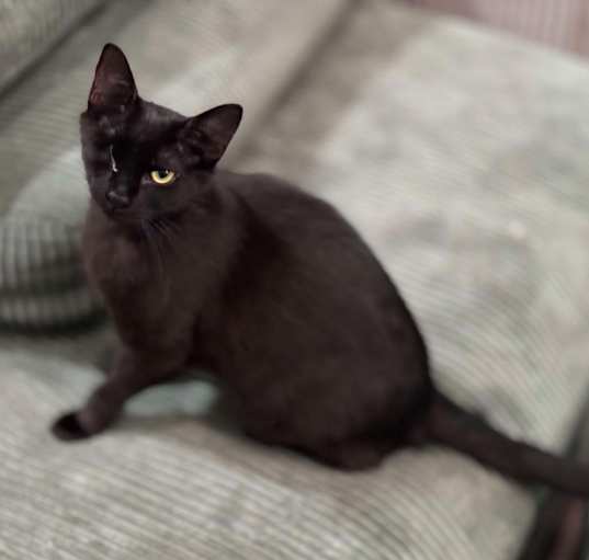 Photo of Lunabella