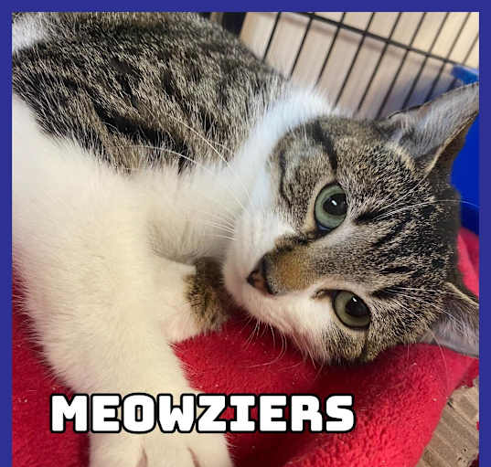 Photo of Meowziers