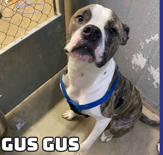 Photo of Gus Gus