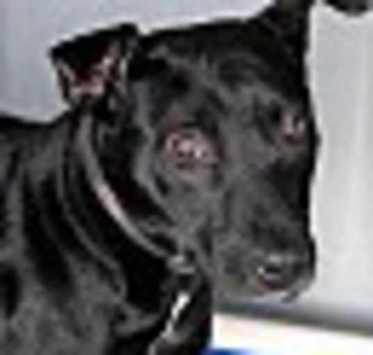Photo of BENJI