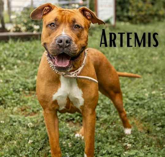 Photo of Artemis