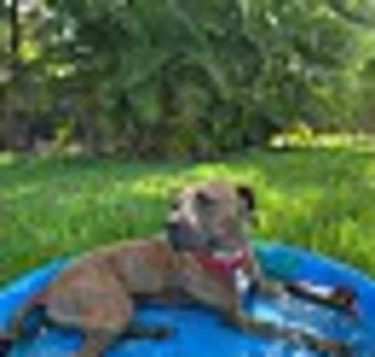 Photo of BOOMER