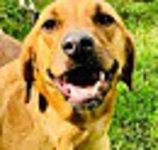 Photo of CARSON