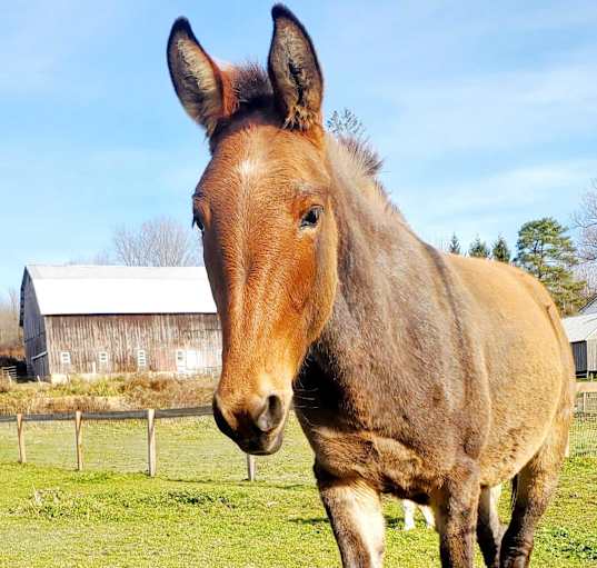 Photo of Pippa the Mule