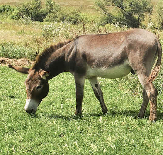 Photo of Knox the Donkey