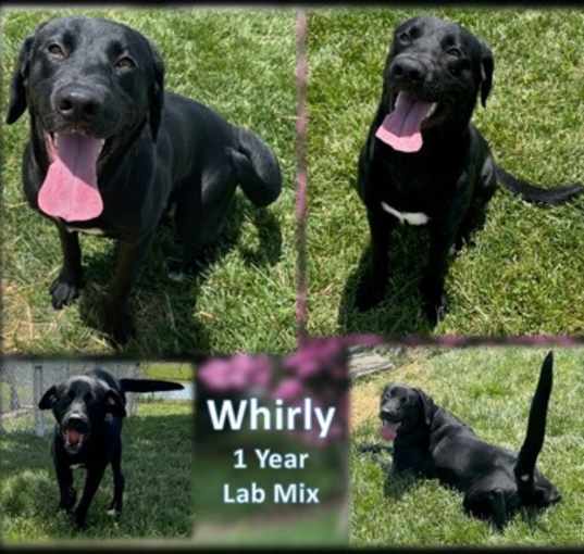 Photo of Whirly