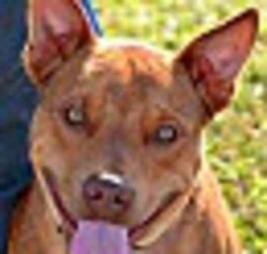 Photo of TAZ