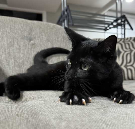 Photo of Cobalt