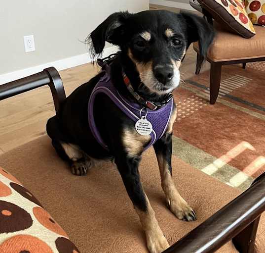 Photo of Belle