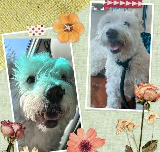 Photo of Comet