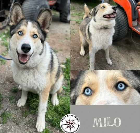 Photo of Milo