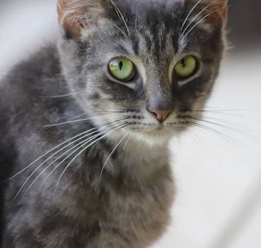 Photo of Skittles