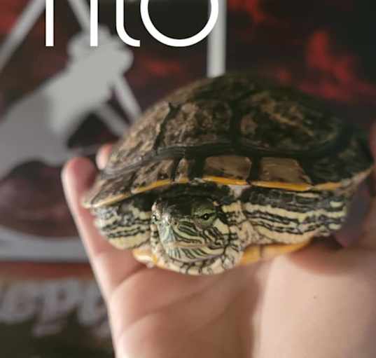 Photo of Tito