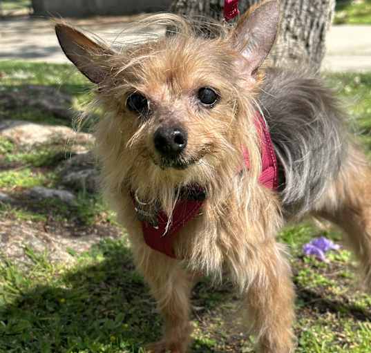 Photo of Penny