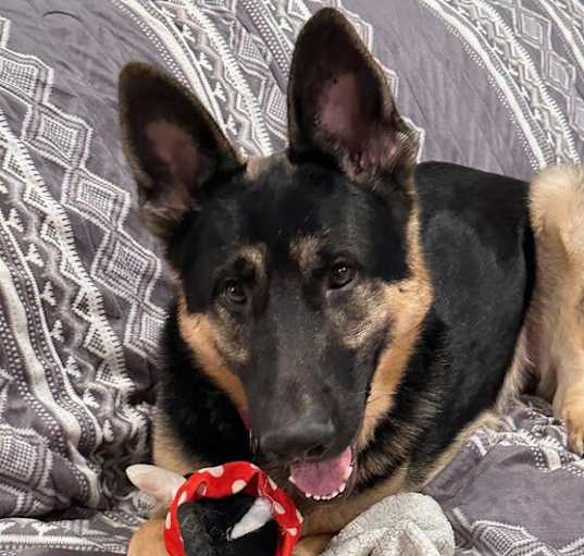 Photo of Buddy