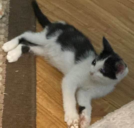 Photo of Daisy