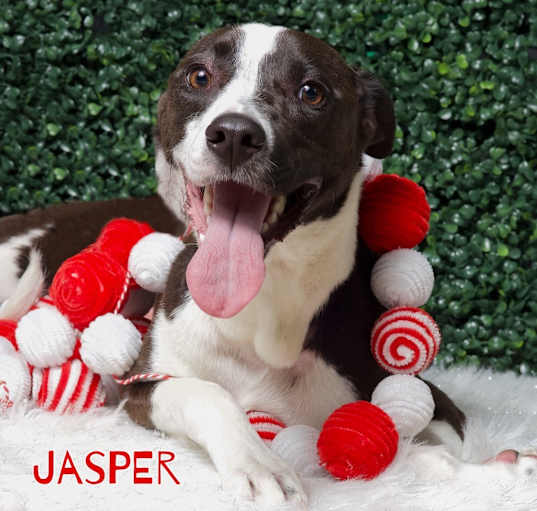 Photo of Jasper