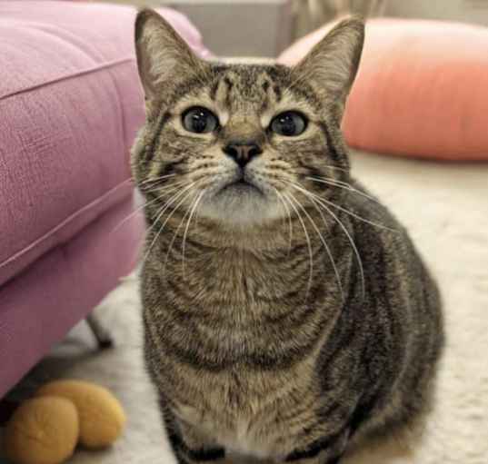 Photo of Tabby