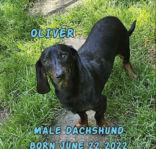 Photo of Oliver