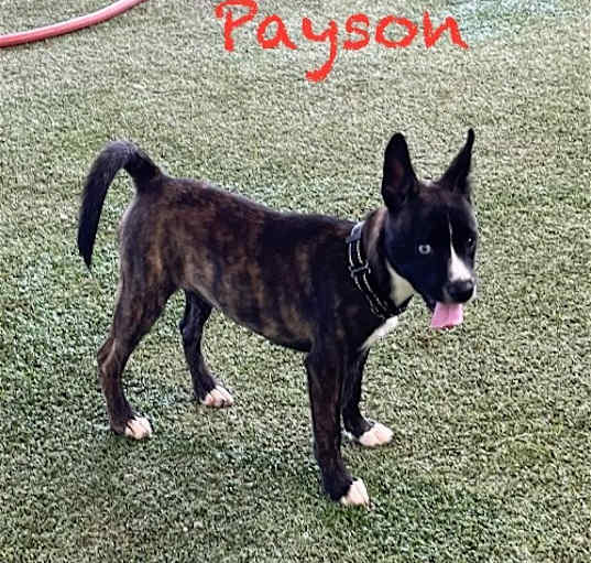 Photo of Payson