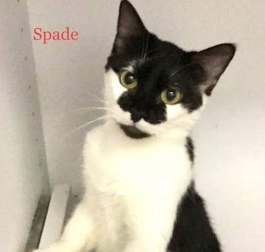 Photo of Spade