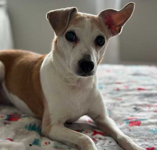Photo of Milo