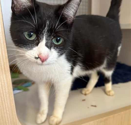 Photo of Minnie - in Leesburg Petco