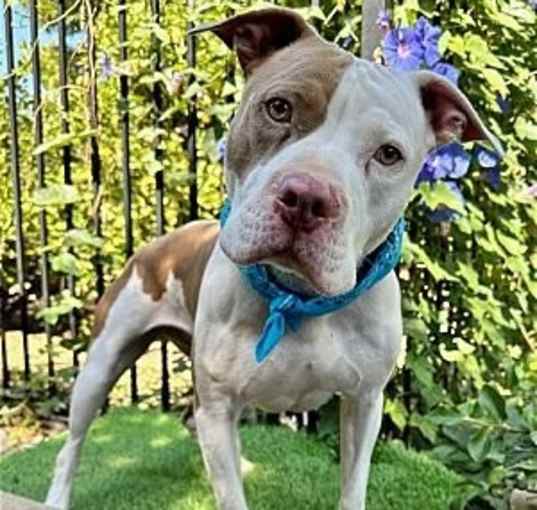 Photo of Ziggy