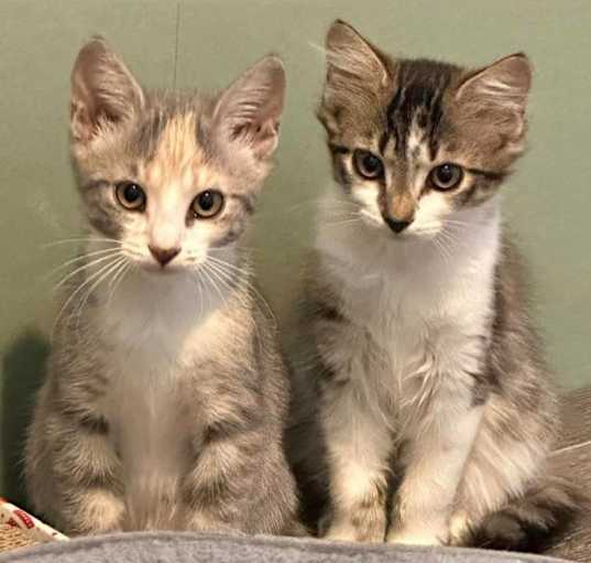 Photo of Rose and Jasmine Pre-Adoption