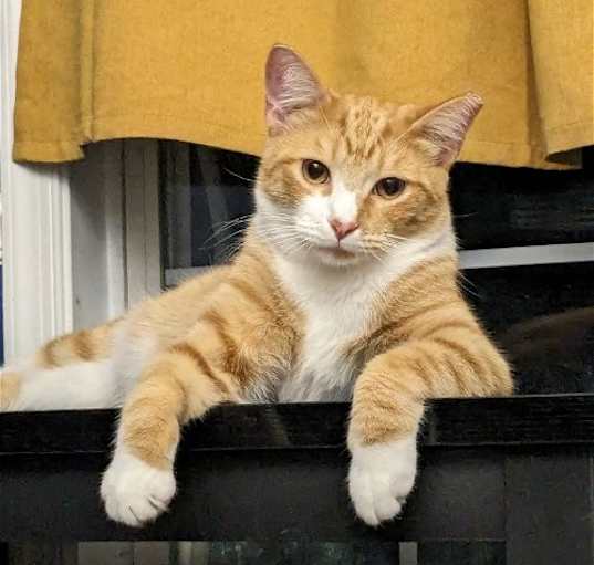 Photo of ROCKET (COURTESY POST)