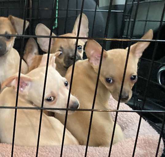 Photo of Litter of 7 chihuahuas