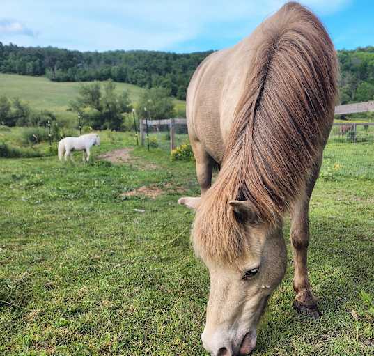 Photo of Faith - Small 40" Pony