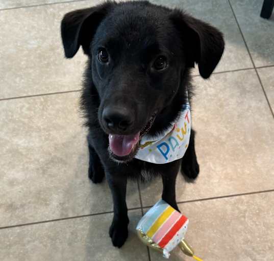 Photo of Bruin