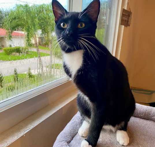 Photo of HOPPER three-legged cat