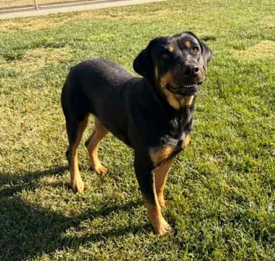 Photo of Sadie
