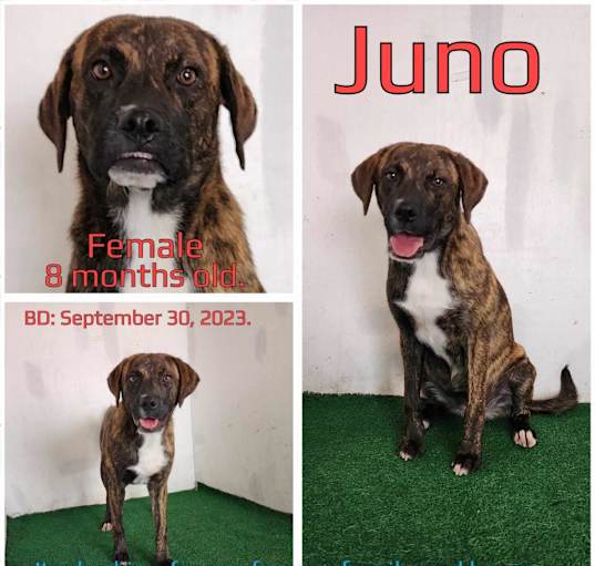 Photo of Juno