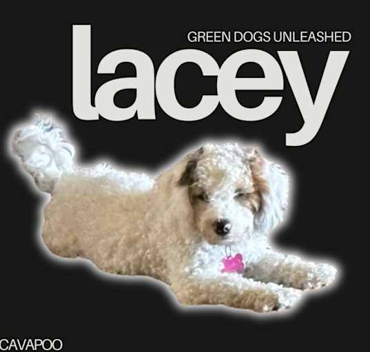 Photo of Lacey