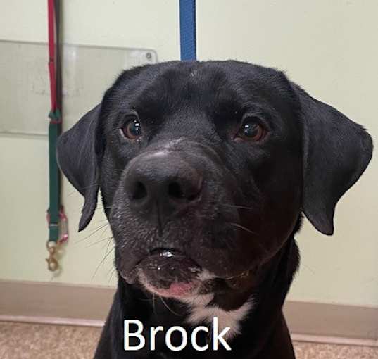 Photo of Brock