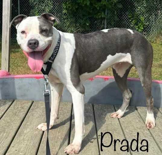 Photo of Prada