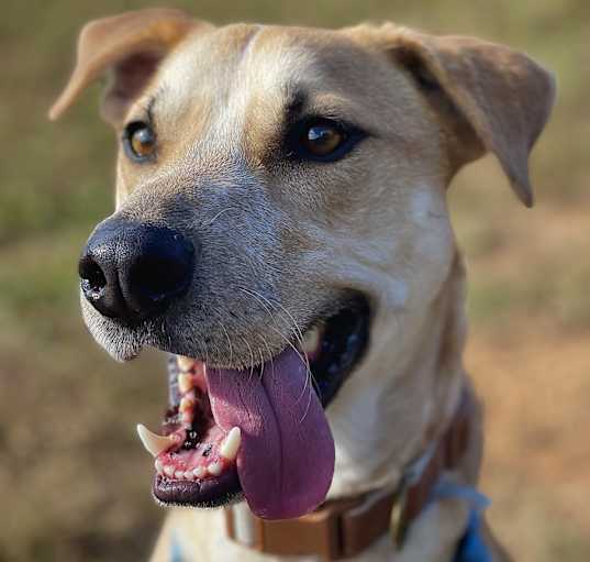 Photo of Clancy- OVER 1 YEAR IN FOSTER