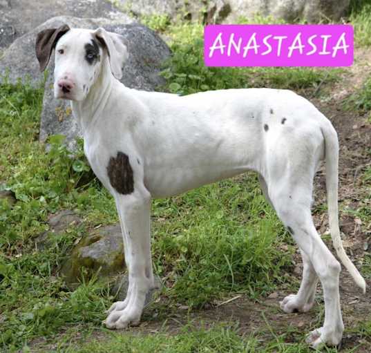 Photo of Anastasia